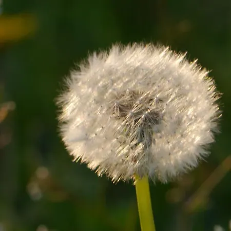 Raminorca - Fruehstueck Kann Man Bei Uns Dazu Buchen Hotel